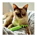 GIGwi-Roll-Tail-Mouse-With-Catnip-Green-Juguete-para-gatos-7-700x700.webp